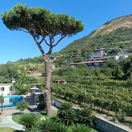 아파트호텔 Olivia Ischia - Monolocali E Bilocali Nel Con Piscine E Vista Mare