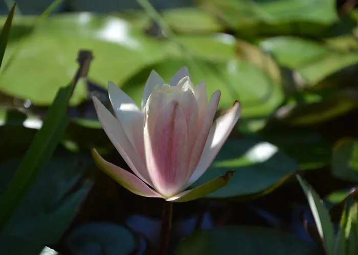Апарт-отель Olivia Ischia - Monolocali E Bilocali Nel Con Piscine E Vista Mare 4*