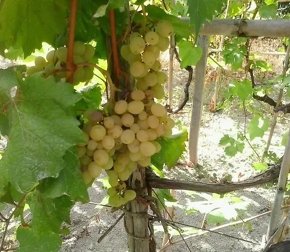 Olivia Ischia - Monolocali E Bilocali Nel Con Piscine E Vista Mare 4* Форио